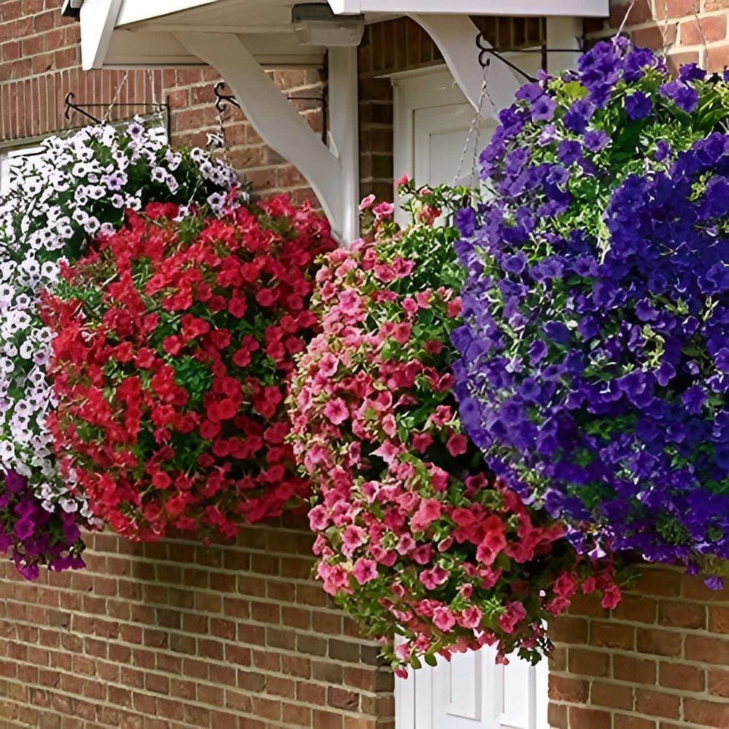 Colorful hanging flower baskets against a brick wall