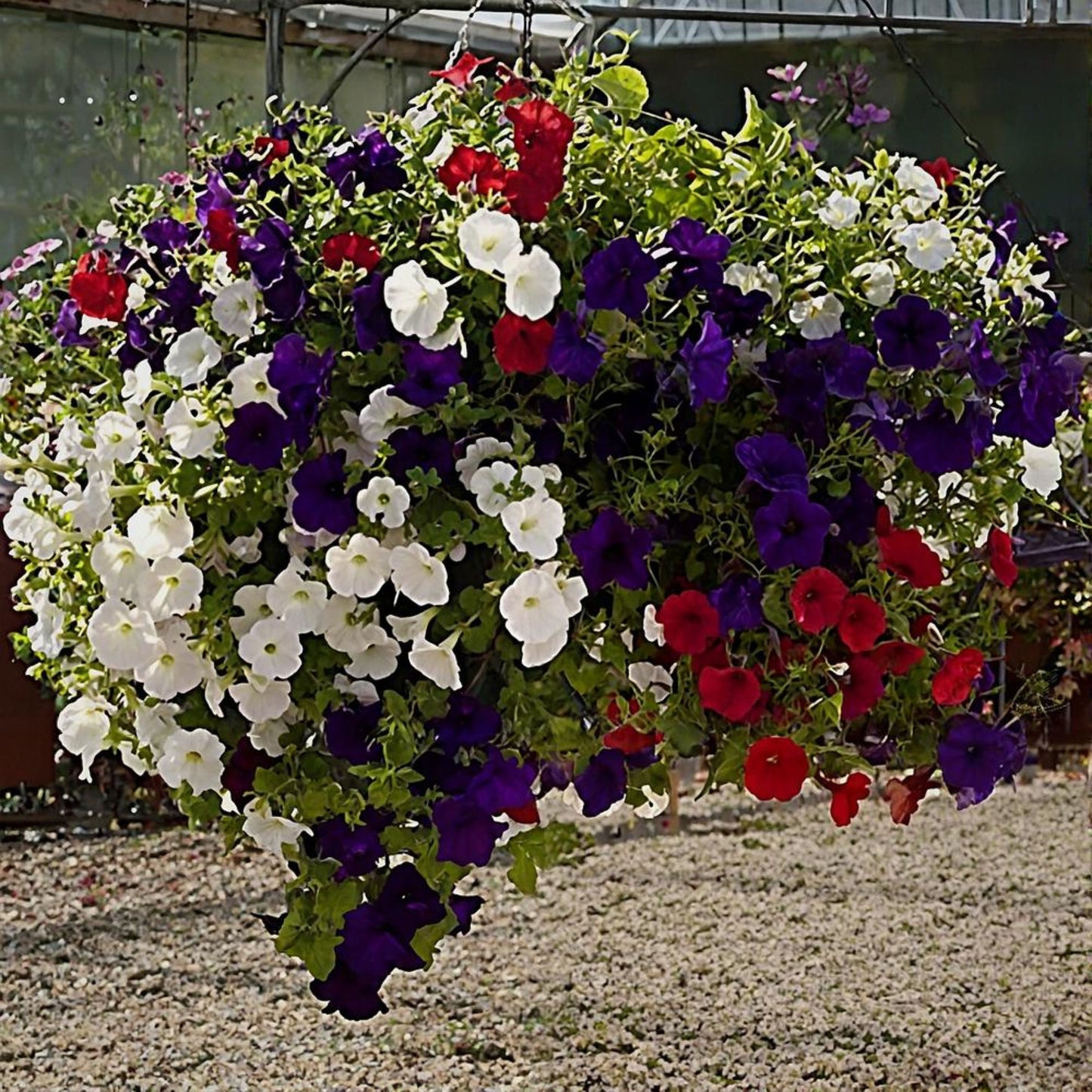 Colorful hanging basket with red, white, and purple flowers in a garden setting.