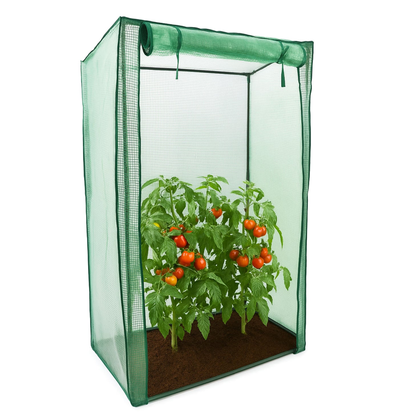 Green mesh plant cover with a tomato plant inside on a white background