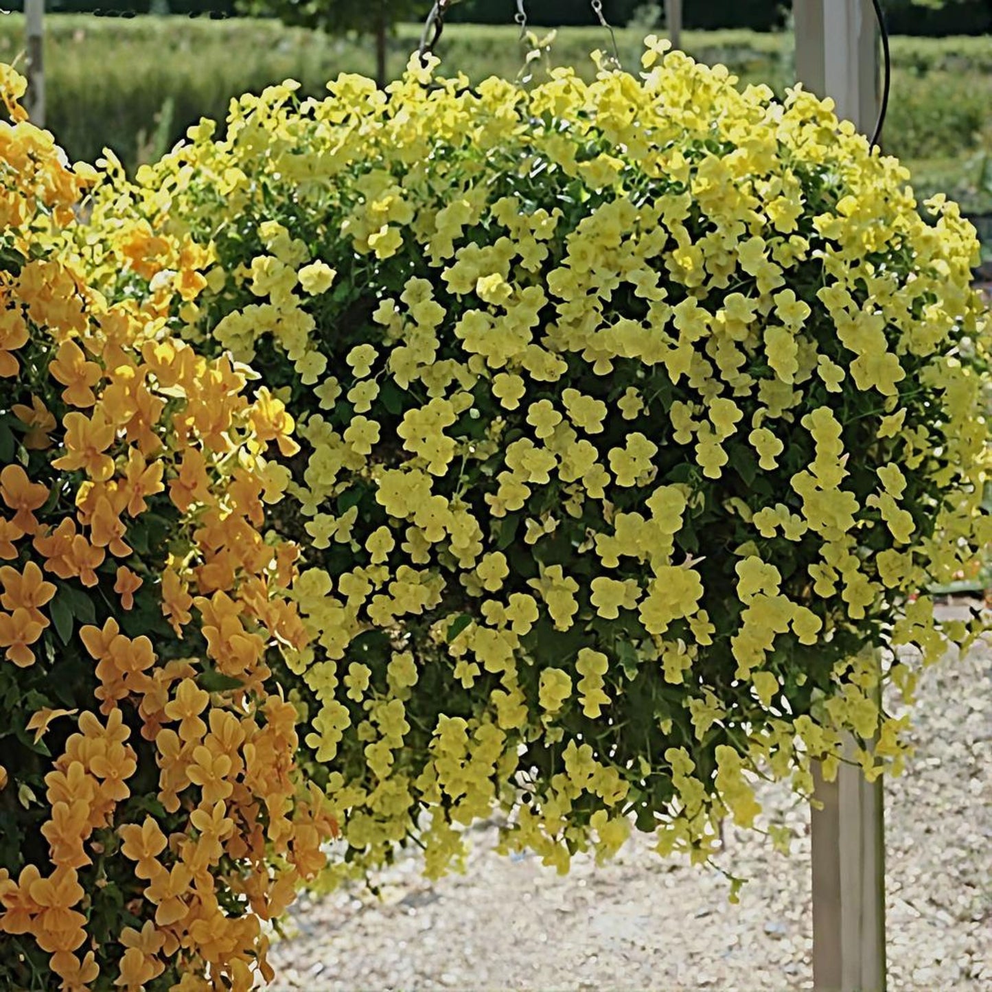 Two hanging baskets with yellow flowers against a blurred natural background