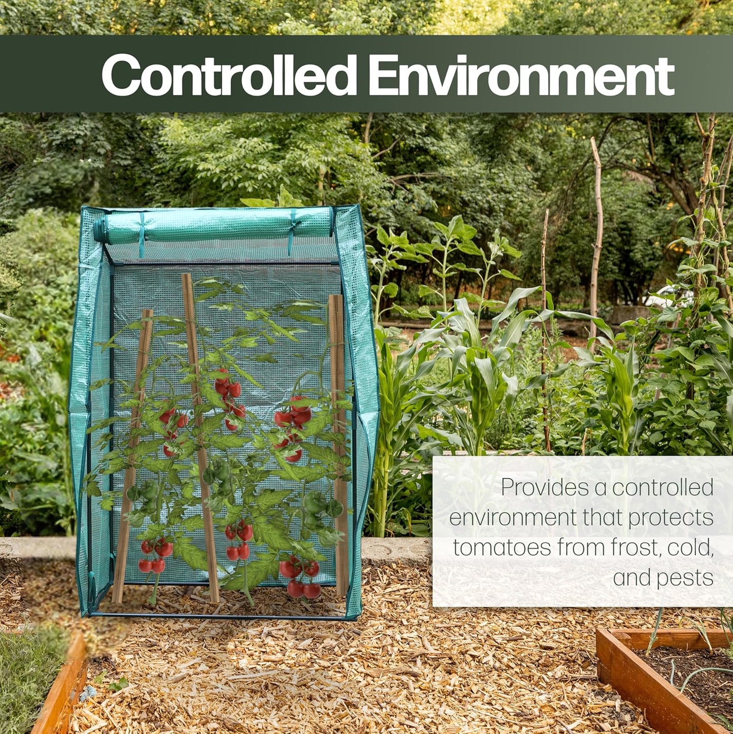 tomato greenhouse showing in a controlled environment