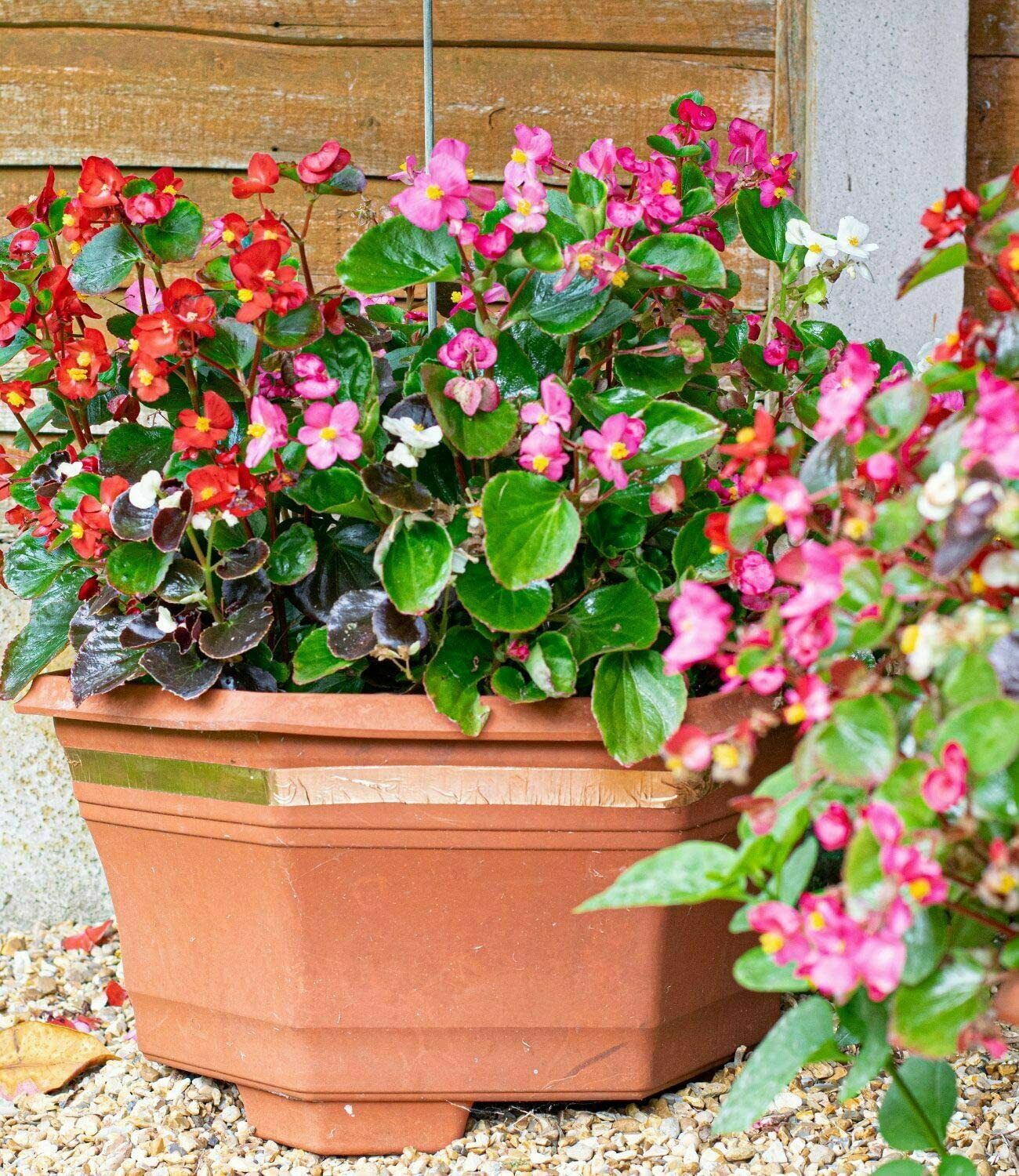 20mm x 2.2m Copper Slug Tape -Adhesive Copper Slug Snail Barrier Tape Pact of 3 - DIVCHI