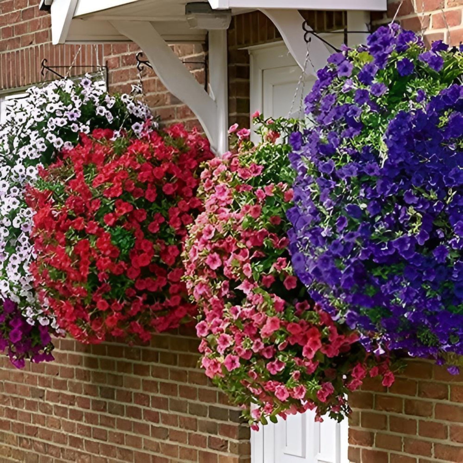 Colorful hanging flower baskets against a brick wall