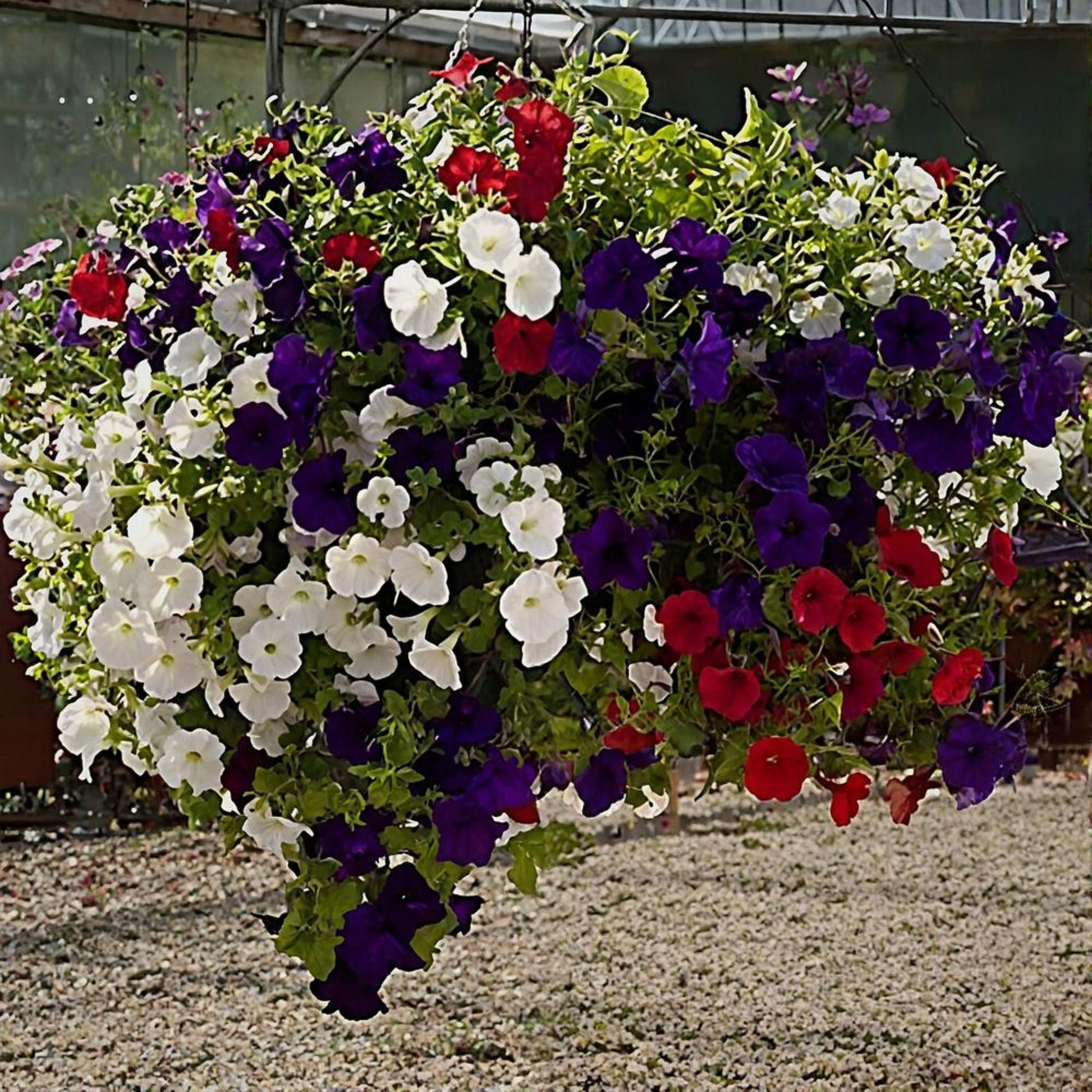 Colorful hanging basket with red, white, and purple flowers in a garden setting.