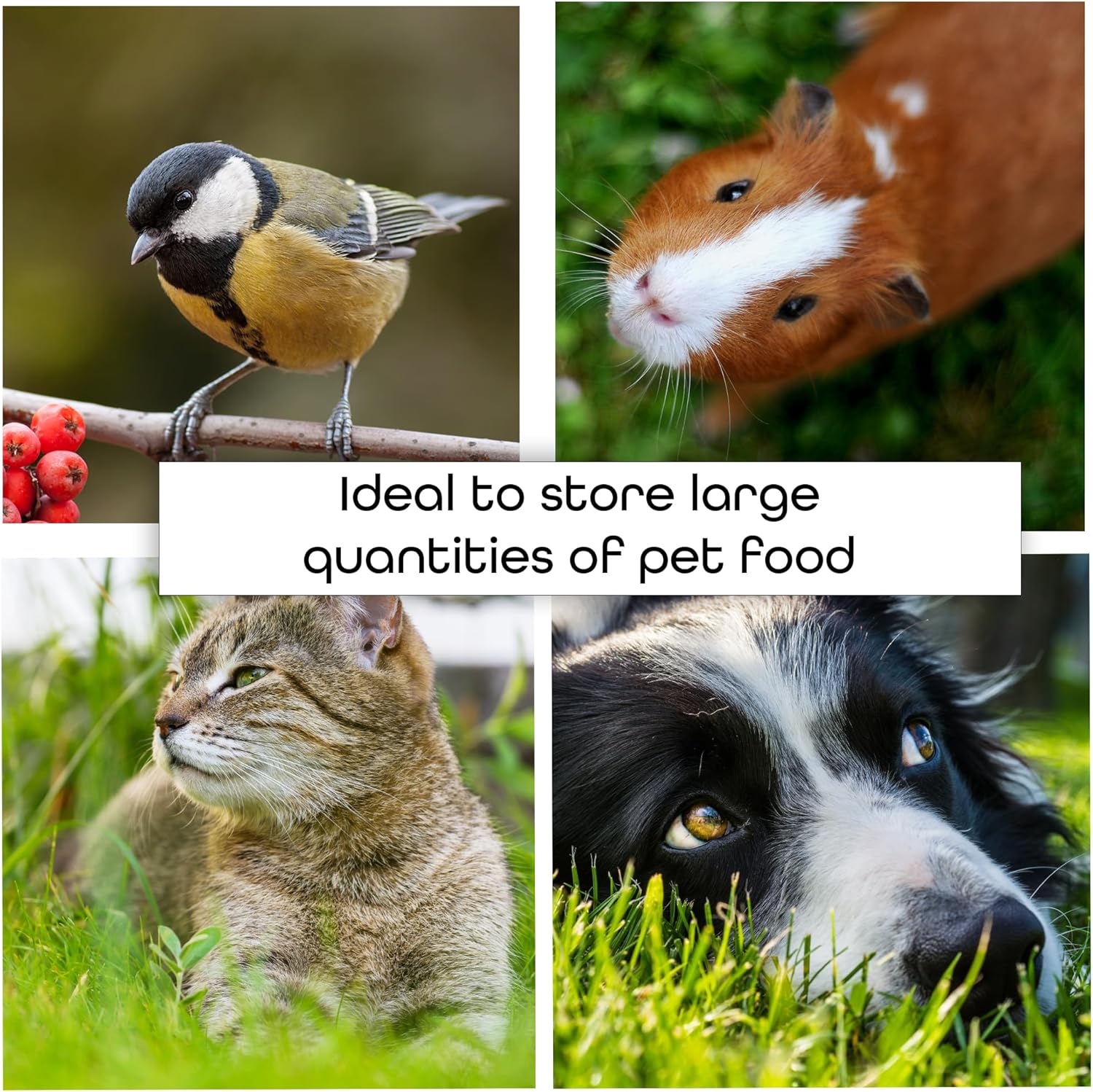 Image showing bird, guinea pig, cat, and dog – suitable pets for food storage container