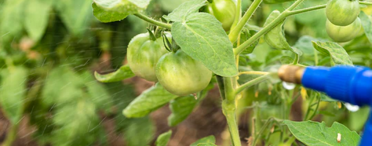 Grow a <em>greener</em> garden