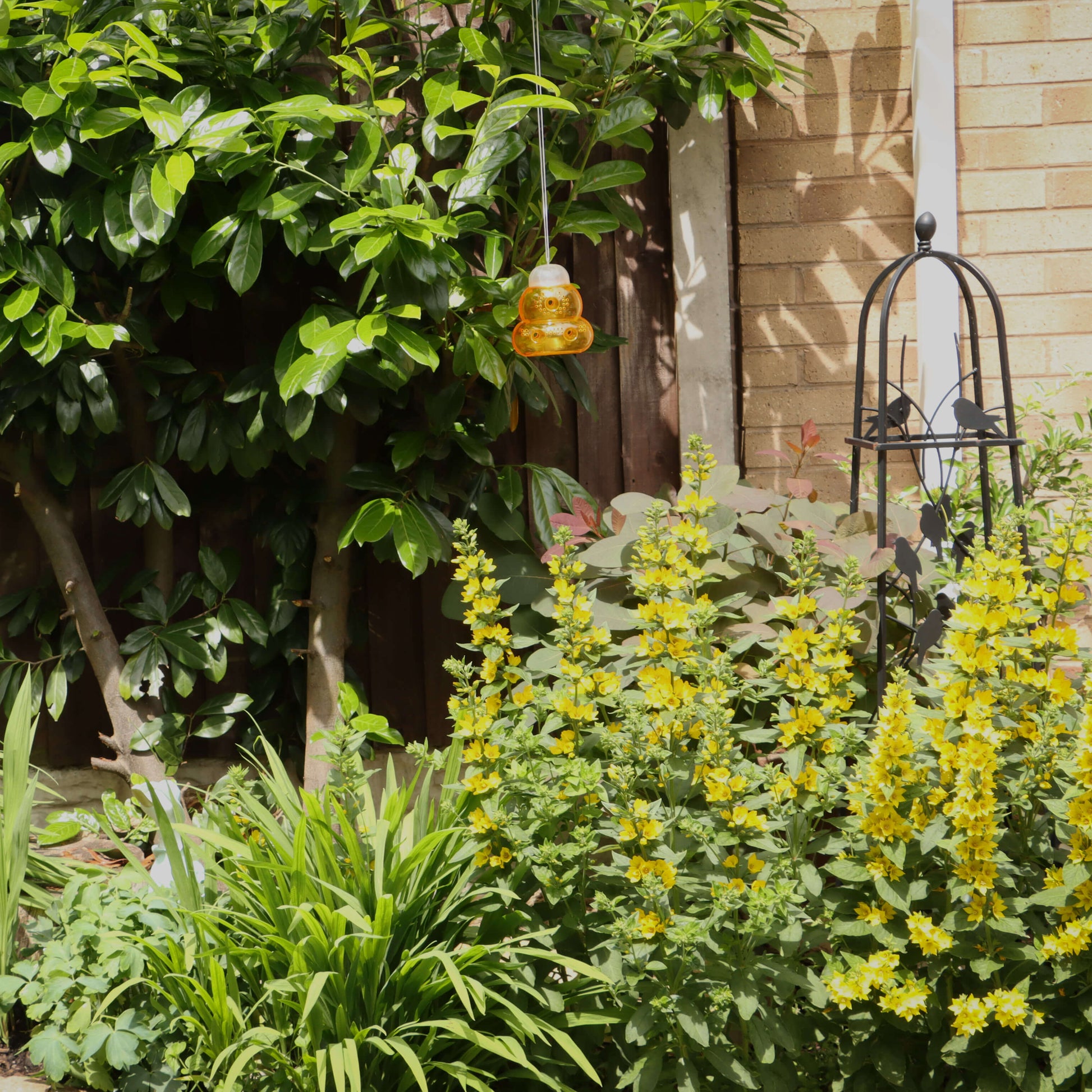 Glass Wasp Trap 2x Large Hanging Honey Pot Outdoor & Fly Catcher Flies Insects E - Foto 3